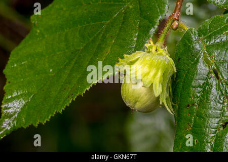 Gemeinsame Hasel (Corylus Avellana) Nahaufnahme von grünen Körbchenhülle / Schale und Mutter im Sommer Stockfoto