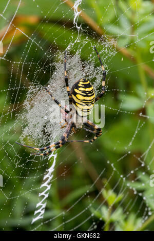 Wasp Spider (Argiope Bruennichi / Aranea Brünnichii) ernähren sich von Gefangenen Insekten in Spirale Orb Web Stockfoto