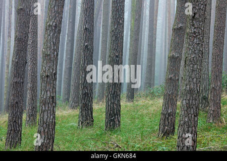 Kiefer (Pinus Sylvestris) Baumstämme im Nadelwald im Nebel Stockfoto