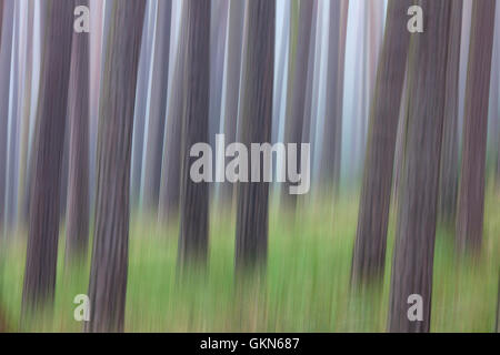 Abstraktes Bild der Bewegung verwischt Kiefer (Pinus Sylvestris) Baumstämme im Nadelwald im Nebel Stockfoto