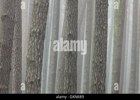 Kiefer (Pinus Sylvestris) Baumstämme im Nadelwald im Nebel Stockfoto