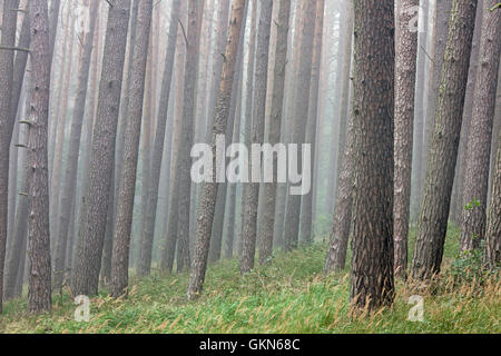 Kiefer (Pinus Sylvestris) Baumstämme im Nadelwald im Nebel Stockfoto