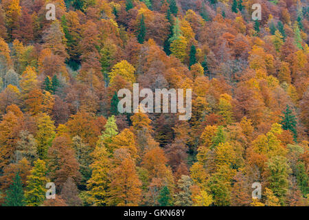 Mischwald mit Laub von Laubbäumen in bunten Herbstfarben Stockfoto