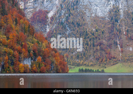 Mischwald zeigt Herbst Farben entlang Königssee / Könige See, Nationalpark Berchtesgaden, Bayerische Alpen, Bayern, Deutschland Stockfoto