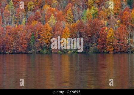 Mischwald mit Blättern von Laubbäumen in bunten Herbstfarben entlang See Stockfoto
