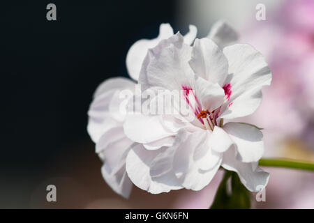 Weiße Geranium mit Bokeh Hintergrund - typischen Balkon Blume Blumen. Stockfoto