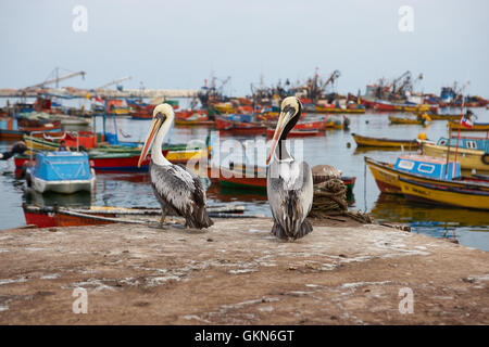 Peruanische Pelikane (Pelecanus Thagus) stehen auf den Docks in den geschäftigen Hafen von Arica im Norden Chiles Stockfoto