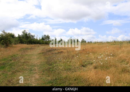 Lokalen Naturschutzgebiet Molesey Heath, West Molesey, Surrey, England, Großbritannien, Vereinigtes Königreich, Europa Stockfoto