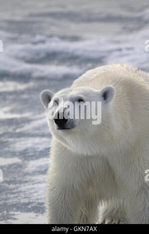 Eisbär, Ursus Maritimus, Spaziergänge über das Eis, Spitzbergen, Arktis. Stockfoto