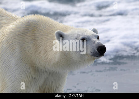 Gesicht der Eisbär in Nahaufnahme Stockfoto