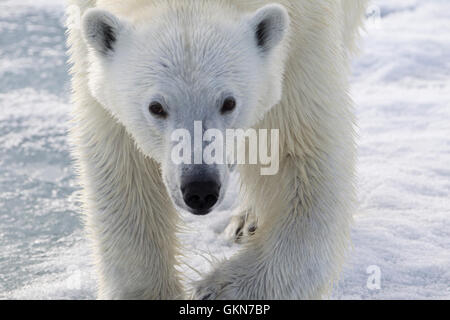 Gesicht der Eisbär in Nahaufnahme Stockfoto