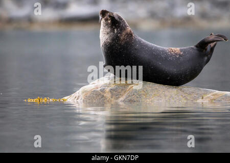 Harbor Seal posiert auf einem Felsen.  Spitzbergen, Arktis Stockfoto