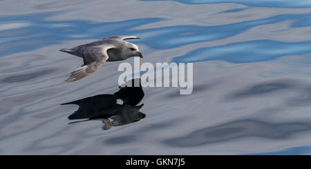 Die Oberfläche des arktischen Meeres skimming Fulmar Stockfoto