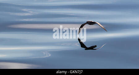 Die Oberfläche des arktischen Meeres skimming Fulmar Stockfoto