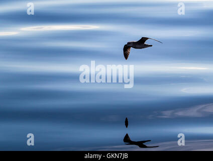 Die Oberfläche des arktischen Meeres skimming Fulmar Stockfoto