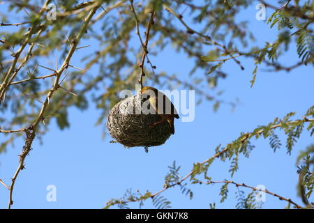 Meisten (Webervogel) Nestbau Rietvlei Cape Town-Südafrika Stockfoto