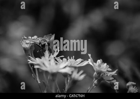 Schwarz / weiß Bild Hornet Hoverfly (Volucella Zonaria) auf wilde goldene gelbe Kreuzkraut Blume Stockfoto
