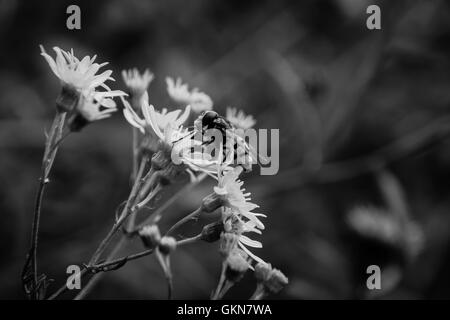 Schwarz / weiß Bild Hornet Hoverfly (Volucella Zonaria) auf wilde goldene gelbe Kreuzkraut Blume Stockfoto