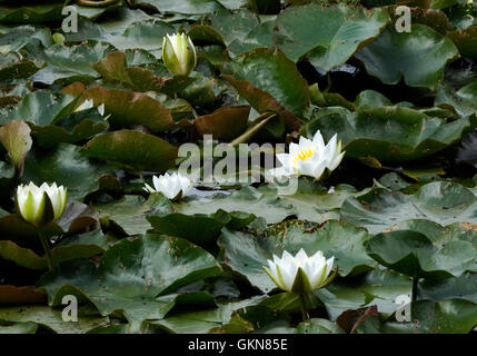 Weiße Seerose (Nymphaea alba) Blätter und Blüten in einem See. Bedgebury Wald, Kent, Großbritannien. Stockfoto