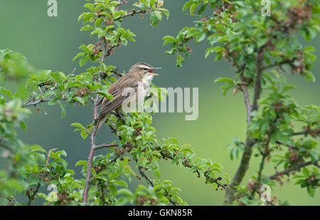 Sedge Warbler-Acrocephalus Schoenobaenus im Lied. Frühling. UK Stockfoto