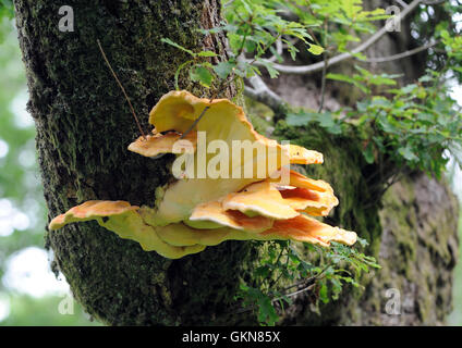 Schwefel Regal oder Huhn auf den Wald Pilze (Laetiporus sulfureus) wächst an den Bemoosten Stamm einer Eiche Baum über Derwent Water Stockfoto