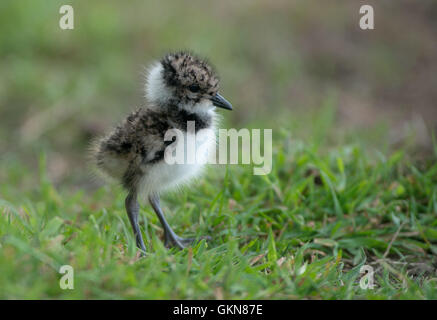 Kiebitz Küken - Vanellus Vanellus. UK Stockfoto