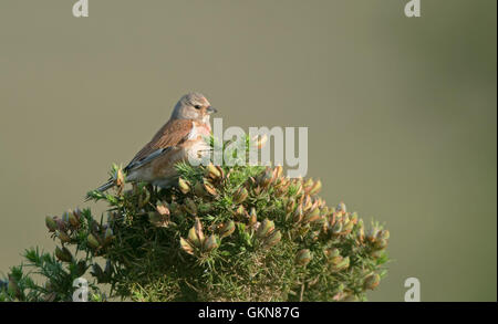 Männliche gemeinsame Hänfling-Zuchtjahr Cannabina Gorse - Ulex Europaeus gehockt. Stockfoto