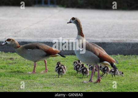 Ägyptische Gänse (Alopochen Aegyptiacus) mit jungen Küken Stockfoto