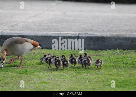 Ägyptische Gänse (Alopochen Aegyptiacus) mit jungen Küken Stockfoto