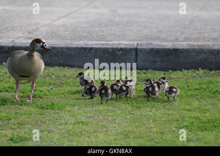 Ägyptische Gänse (Alopochen Aegyptiacus) mit jungen Küken Stockfoto