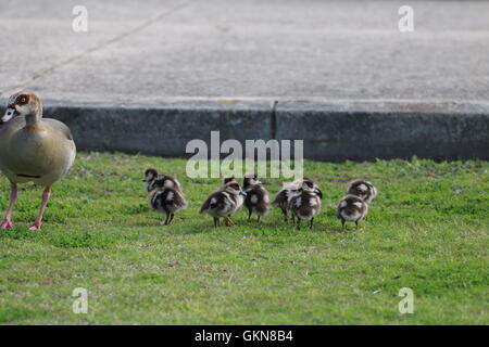 Ägyptische Gänse (Alopochen Aegyptiacus) mit jungen Küken Stockfoto