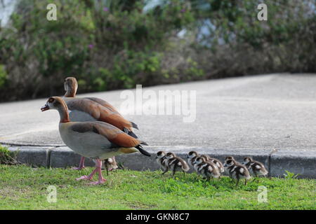 Ägyptische Gänse (Alopochen Aegyptiacus) mit jungen Küken Stockfoto