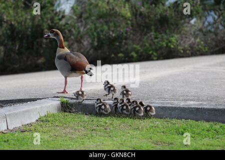 Ägyptische Gänse (Alopochen Aegyptiacus) mit jungen Küken Stockfoto