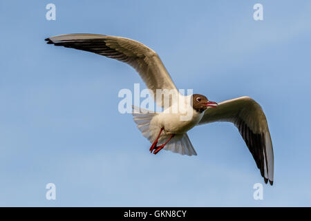 Nahaufnahme der Lachmöwe im Flug Stockfoto