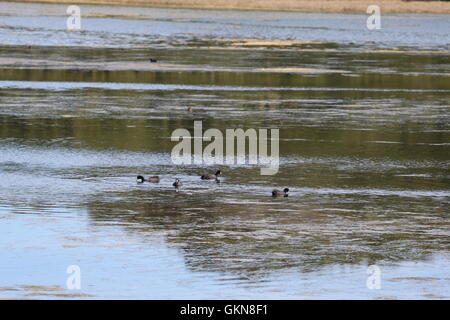 Bleshoender (Fulica Cristata) oder rot-genoppten Blässhuhn Stockfoto