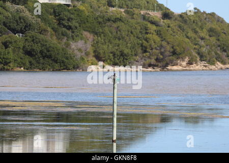 Bleshoender (Fulica Cristata) oder rot-genoppten Blässhuhn Stockfoto