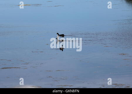 Bleshoender (Fulica Cristata) oder rot-genoppten Blässhuhn Stockfoto