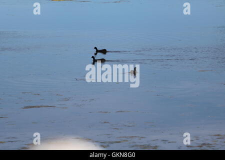 Bleshoender (Fulica Cristata) oder rot-genoppten Blässhuhn Stockfoto