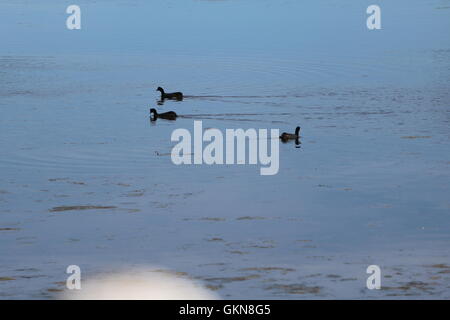 Bleshoender (Fulica Cristata) oder rot-genoppten Blässhuhn Stockfoto