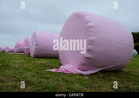 Ballen Heulage Silage gewickelt in rosa Plastik in eine Heu-Feld im Sommer Carmarthenshire, Wales UK KATHY DEWITT Stockfoto