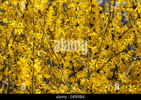 Forsythia oder Forsythia oder Forsitsiya - Gattung von Sträuchern und kleinen Bäumen Oleaceae Familie, schöne blühende gelbe Blüten Hintergrund Stockfoto