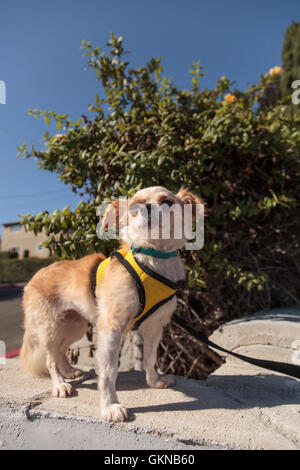 Kleine blonde Chihuahua-Hündchen in einem gelben Gurt auf einem Spaziergang Stockfoto