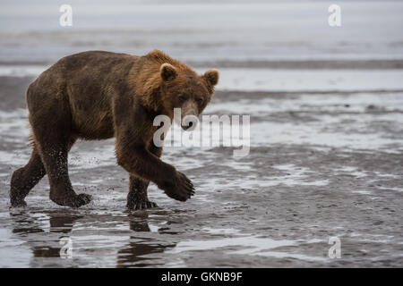 Alaskan Braunbär zu Fuß am Strand. Stockfoto