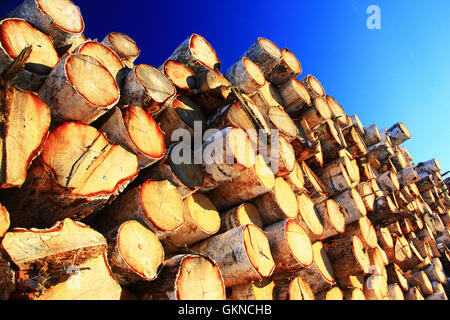 Ansammlung von Holz auf dem Wald-Hof von Greater Hailar Range, China Stockfoto