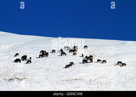 Winter-Szene in Hulun Buir, Innere Mongolei Stockfoto