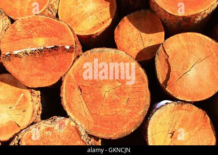 Ansammlung von Holz auf dem Wald-Hof von Greater Hailar Range, China Stockfoto