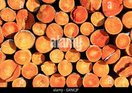 Ansammlung von Holz auf dem Wald-Hof von Greater Hailar Range, China Stockfoto