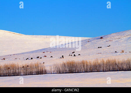 Winter-Szene in Hulun Buir, Innere Mongolei Stockfoto
