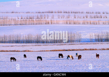Winter-Szene in Hulun Buir, Innere Mongolei Stockfoto