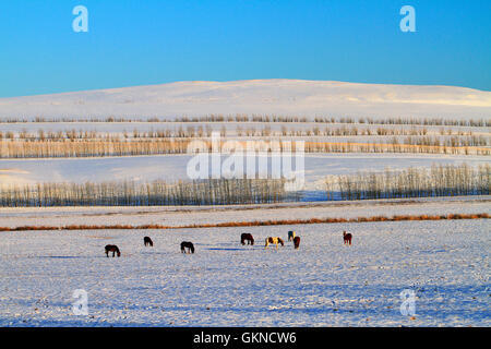 Winter-Szene in Hulun Buir, Innere Mongolei Stockfoto